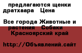 предлагаются щенки дратхаара › Цена ­ 20 000 - Все города Животные и растения » Собаки   . Красноярский край